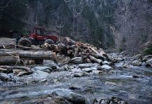 Tăiau arbori pe Valea Galbenului. Firmă amendată de jandarmi