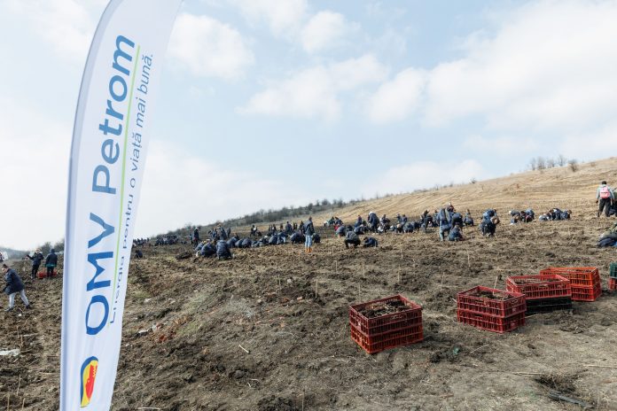 Copaci plantați de OMV Petrom la Târgu Jiu