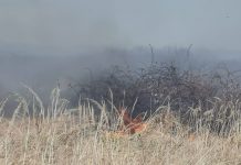 FOTO: Incendiu de vegetație la Lelești