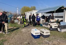 Campanie de sterilizare a câinilor în zona Rovinari!