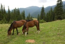 Condamnați pentru furtul unui mânz