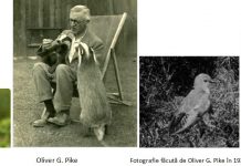 Cucul, mult îndrăgita pasăre, vestitor al primăverii, simbol al înstrăinării și al singurătății