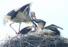 ODATĂ CU ECHINOŢIUL, AU VENIT BERZELE ŞI PE PLAIURILE GORJULUI