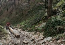 Cărau bușteni prin albia râurilor. Amenzi de 24.000 de lei