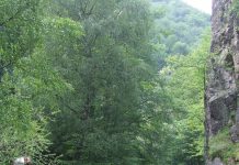 Luna pădurii – SĂRBĂTOAREA SĂDIRII ARBORILOR