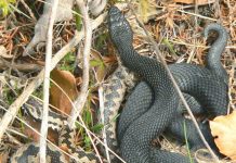 Odată cu încălzirea vremii, Atenţie la vipere!