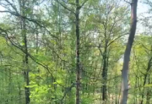 VIDEO| Un tânăr de 21 de ani a murit strivit de tractor, într-o pădure, la Bolboși