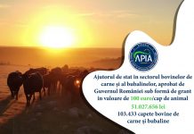 Bani de la APIA pentru crescătorii de bovine