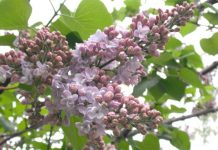 Înflorirea liliacului, o manifestare comparabilă cu spectacolul florilor de cireş din Ţara Soarelui Răsare