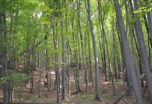 APIA primește cereri de plată pentru schema „Servicii de silvomediu, servicii climatice și conservarea pădurilor”