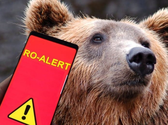 Ursul care a atacat azi-noapte, s-a reîntors în sat