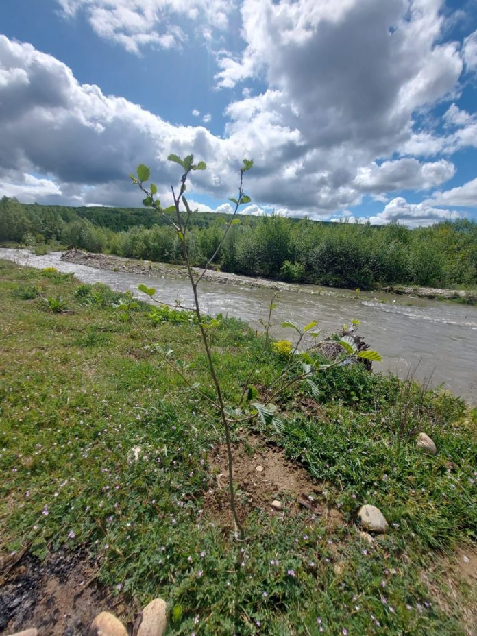 APM Gorj: Peste trei hectare de teren din lunca Gilortului, plantate cu puieți