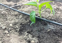 Agricultura pe înțelesul tuturor – Vine vara secetoasă