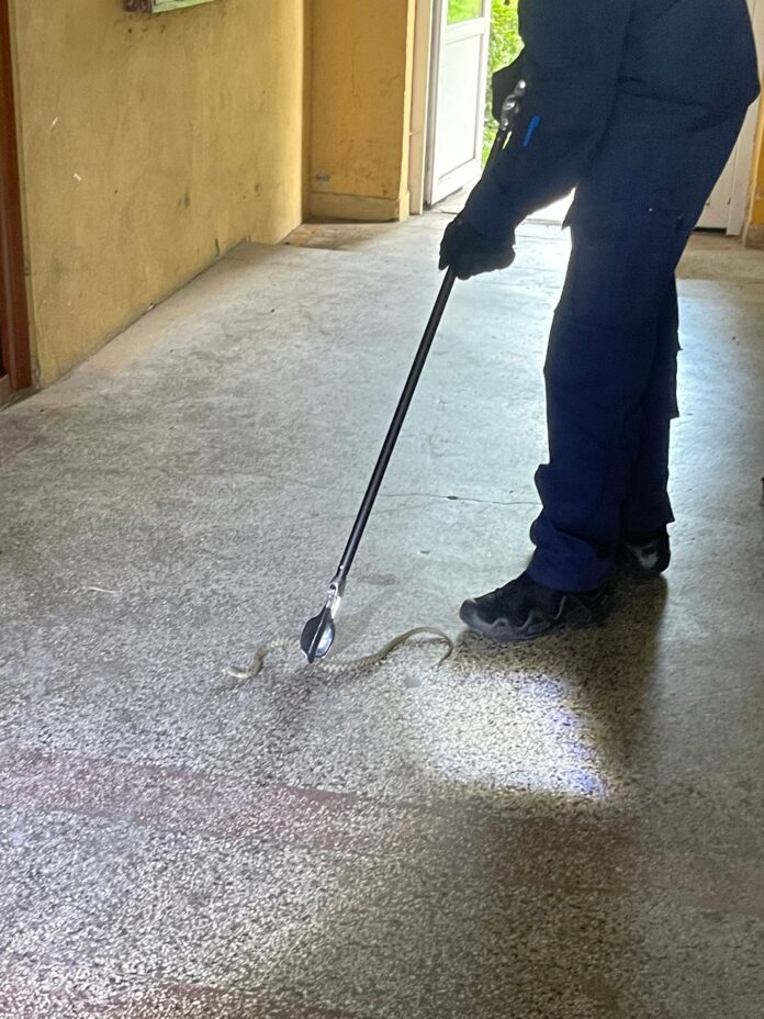 FOTO/VIDEO, Târgu Jiu| Șarpe descoperit în scara unui bloc