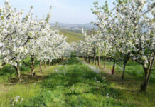 Agricultura pe înțelesul tuturor – Să înierbăm viile, pomii și arbuștii fructiferi