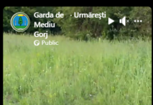 Lelești: Pui de barză salvat de comisarii de mediu