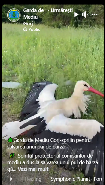 Lelești: Pui de barză salvat de comisarii de mediu