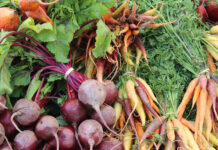 Agricultura pe înțelesul tuturor – Protecția fitosanitară a legumelor rădăcinoase