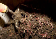 Agricultura pe înțelesul tuturor – Biohumusul de râmă