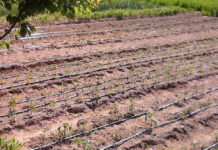 Agricultura pe înțelesul tuturor – Va fi o vară secetoasă