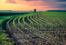 Agricultura pe înțelesul tuturor – Va fi o vară secetoasă