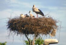 Observatorul estival – „JUNIORII” DE PE SLOBOZIA SE ANTRENEAZĂ