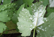 Agricultura pe înțelesul tuturor – Dăunătorii viţei-de-vie – (1)