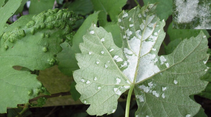 daunatori-vita-de-vie