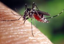 Cazurile de infecții cu virusul West Nile, în creștere