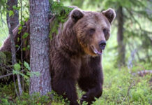 Legea pentru împușcarea urșilor agresivi, promulgată