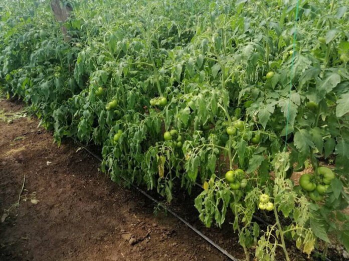 Agricultura pe înțelesul tuturor – Bolile tomatelor