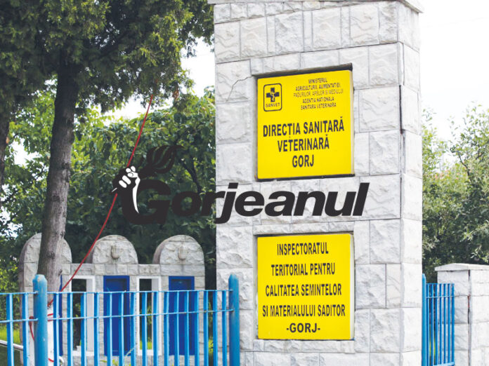 Măsuri și în Gorj pentru combaterea posibilelor focare de pestă ovină. Încep controalele la fermieri!