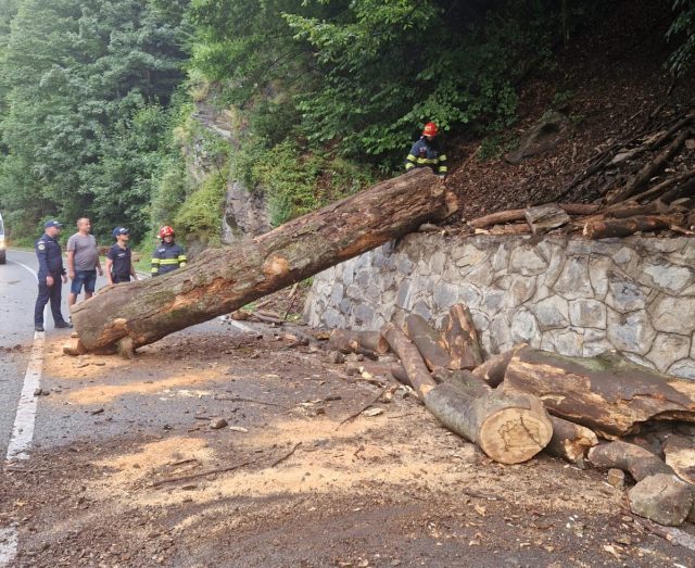 Copac prăbușit pe DN 66