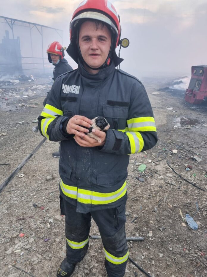 Cinci cățeluși, salvați de pompierii care au intervenit în incendiul de la Bârsești