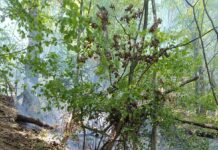 Defileul Jiului: S-au luptat șase ore să stingă incendiul