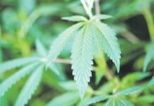 Pericol! Droguri în dulciurile consumate de copii