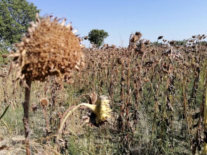 Câți bani ar putea primi fermierii cărora căldura extremă le-a distrus culturile