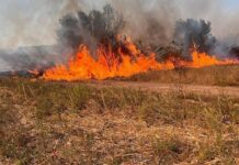 Semnal de alarmă tras de APIA! Este interzisă incendierea pajiștilor și a miriștilor