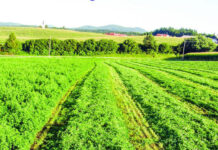 Agricultura pe înțelesul tuturor – În curând trebuie înființate noile culturi furajere perene