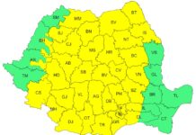 Cod galben de vijelii