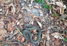 Târgu Jiu: Șarpe îndepărtat dintr-o scară de bloc