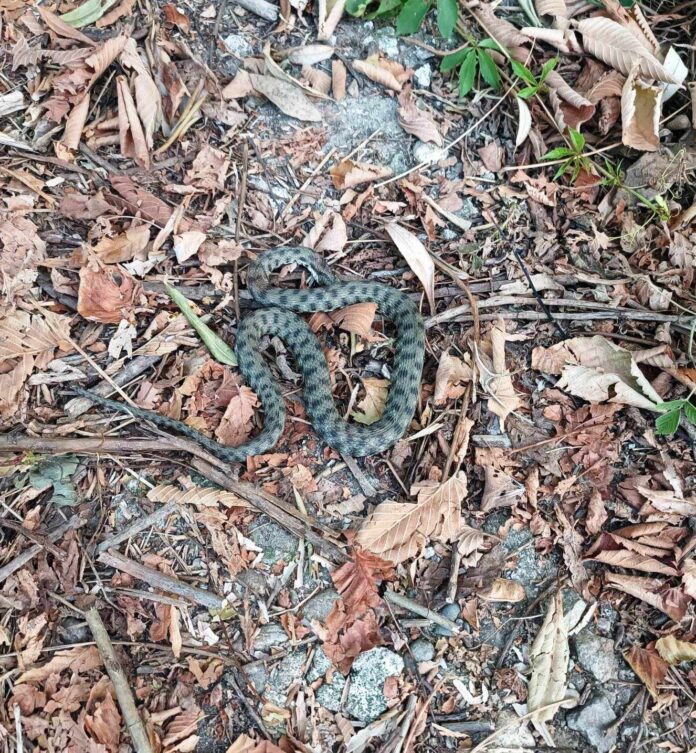 Târgu Jiu: Șarpe îndepărtat dintr-o scară de bloc