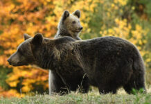 Câți urși vor fi împușcați în Gorj