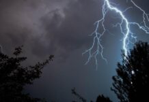 Cod galben de vijelii