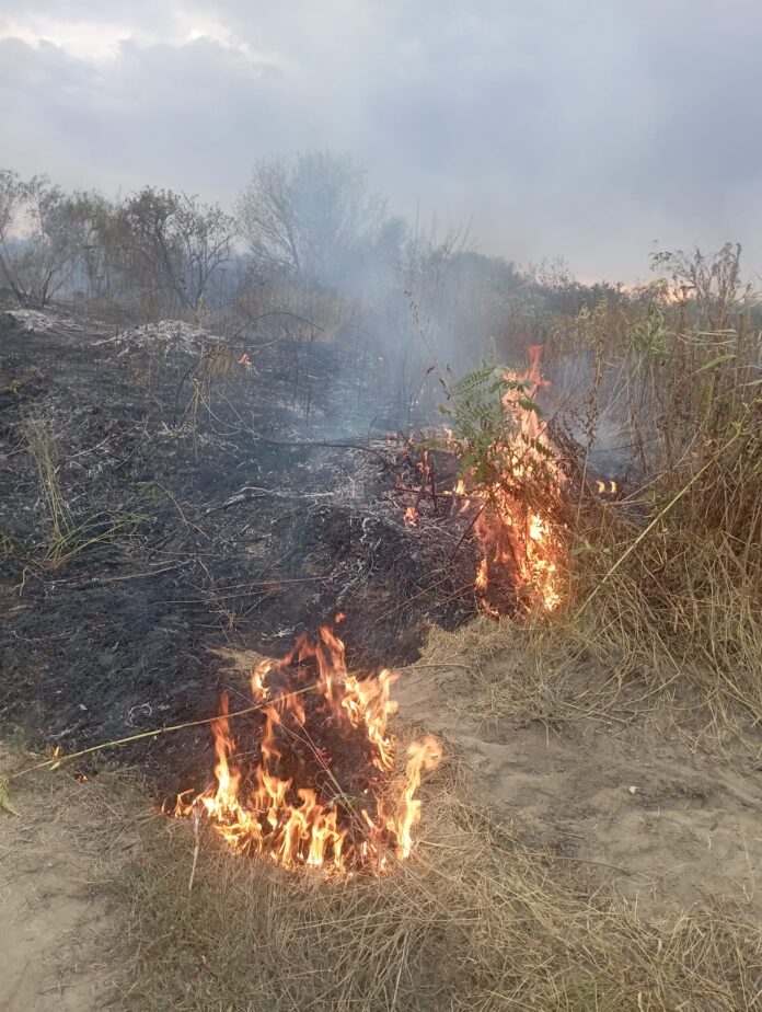 FOTO| Drăguțești: Au ars și lanurile de porumb. Incendiul nu e stins încă
