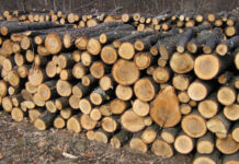 DGASPC Gorj cumpără lemne de foc