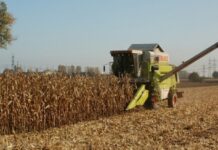 Recoltarea corectă a porumbului
