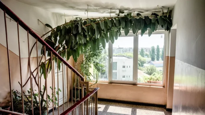 Locatarii trebuie să-și întrebe vecinii când pun flori pe scara blocului. Risc de amenzi