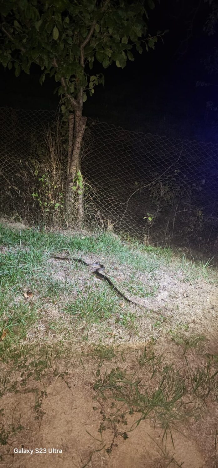 FOTO, VIDEO| Apeluri de urgență: Urs la Vișina, șarpe la Stejari