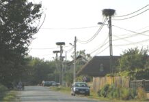 Autumnale – Povestiri despre berze